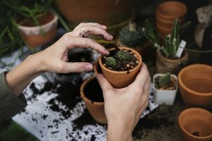 Getting Ready for the Gardening Season in Regina, Saskatchewan