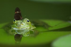 A Fun Water Filled Pond for your Regina Home